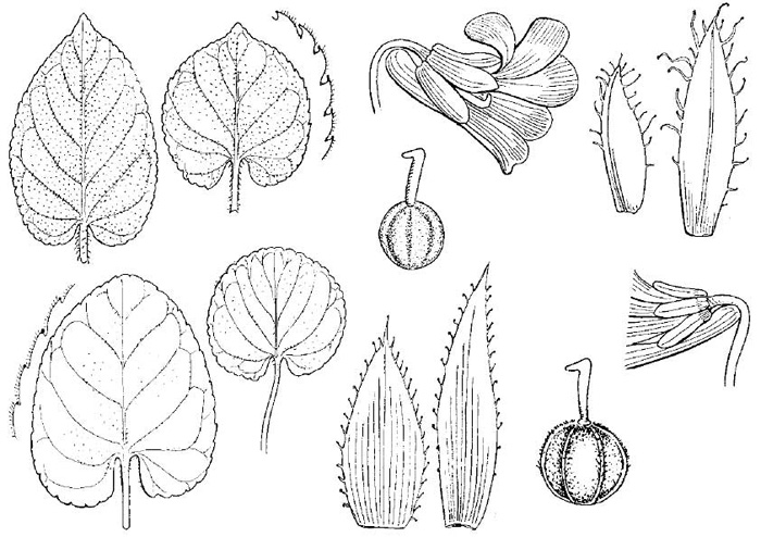 Viola odorata